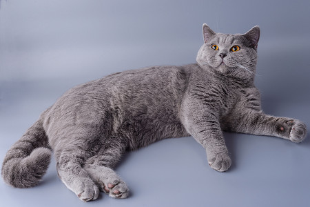 灰色背景中四肢伸展的美丽年轻英国猫