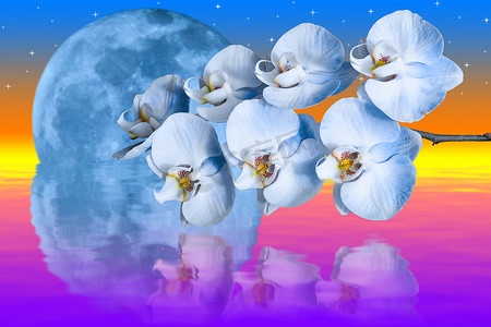 巨大的蓝色月亮和浪漫的兰花