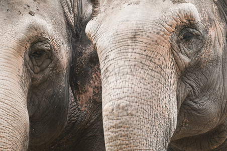 印度大象眼睛和树干的特写