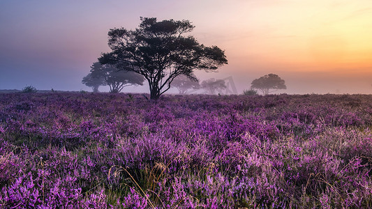 日出时荷兰 Hilversum Veluwe Zuiderheide 附近盛开的石南花田