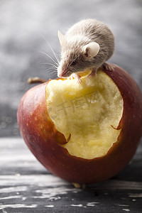 老鼠和苹果，乡村生动多彩的主题