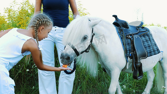 孩子们，一个男孩和一个七岁的女孩，喂了一匹白色的小马，给它吃胡萝卜。