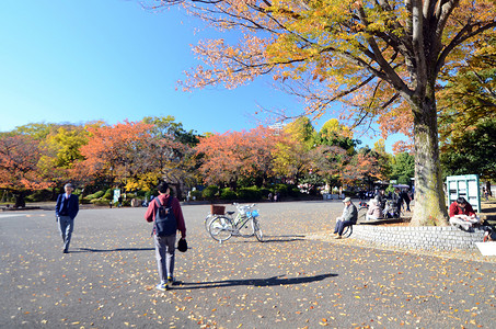 日本东京 — 2013 年 11 月 22 日：游客在上野公园欣赏五颜六色的树木