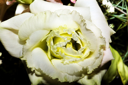 在微距镜头下的一张照片上，一朵白玫瑰