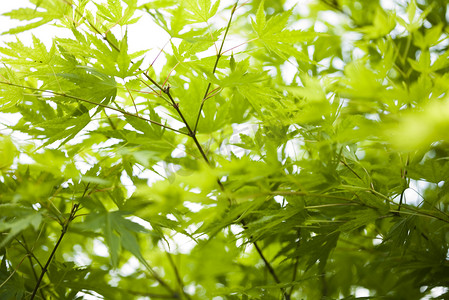 主题绿摄影照片_日本绿枫叶，东方生动的主题