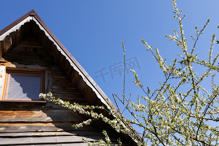 春天的梅花摄影照片_春天盛开的梅花与夏季地块上的独户住宅形成鲜明对比。