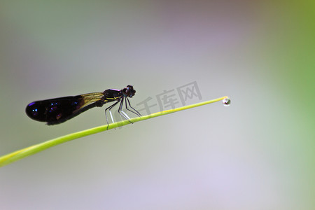 小黄伞摄影照片_蜻蜓坐在绿草的树枝上