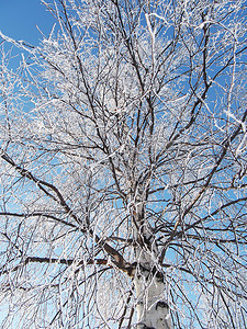 森林摄影照片_雪中​​的白桦