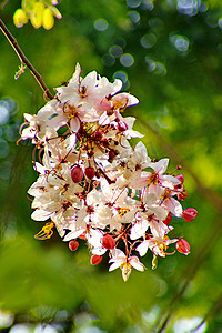 决明子 Bakeriana Craib 花