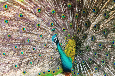美丽绿孔雀摄影照片_美丽的绿孔雀（雄性），五颜六色的尾巴完全张开