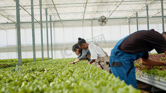 温室采摘者在水培环境中排成一排采摘生菜并检查叶子