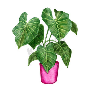 叶子树叶水彩摄影照片_手绘水彩插图的 philodendron gloriosim 室内植物，绿叶粉红色盆栽植物花，热带叶子，昂贵的品种。