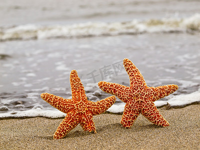 两只海星摄影照片_海岸线上的两只橙色海星，背景是波浪