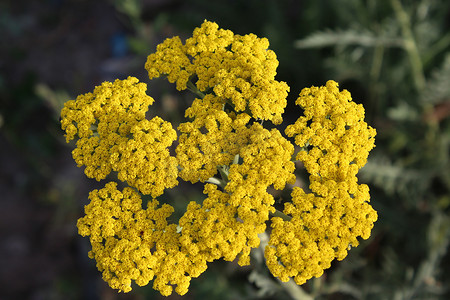 黄色西洋摄影照片_黄色开花的西洋蓍草 (Achillea millefolium)。