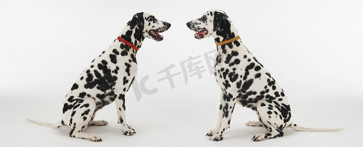 白色背景下面对面坐着的两个斑点狗的侧视图