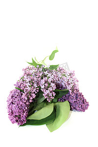 新鲜的紫色丁香花