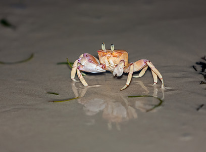 灰色沙滩上的螃蟹