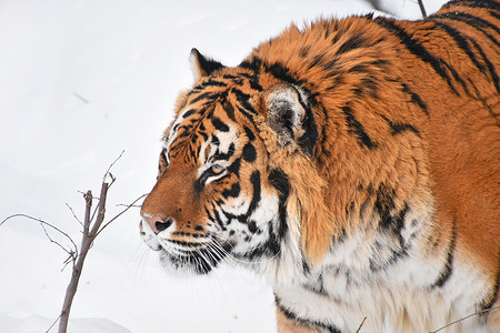 高端天猫主图摄影照片_冬雪中西伯利亚虎的特写