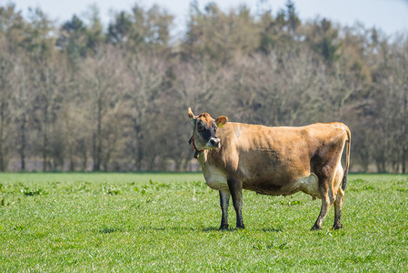站在田野上的泽西牛