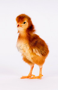 农场鸡摄影照片_小鸡 刚出生的农场鸡站在罗德岛 红色