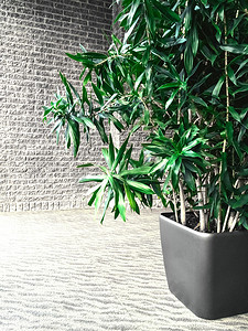 一间屋子摄影照片_绿色植物在有砖墙的一间灰色屋子里