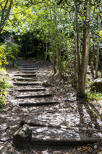 康斯摄影照片_康斯坦博西国家植物园森林中的小径步道。
