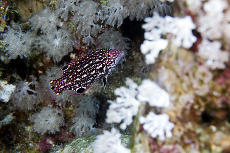 红海中的戴安娜猪鱼 (bodianus diana)。