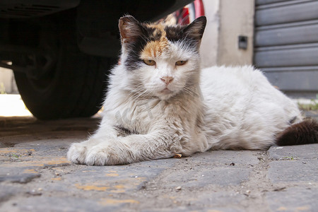 意大利罗马 — 2010 年 6 月 28 日：一只流浪猫静静地躺着