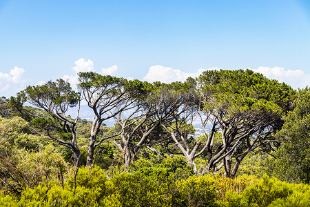 南非开普敦康斯坦博西植物园内巨大的南非树木。