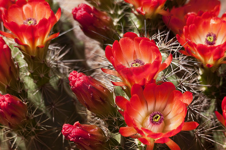 猩红色刺猬仙人掌，Echinocereus triglochidiatus