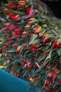 巴黎花卉市场上的大群郁金香
