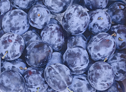 水果蓝摄影照片_新鲜成熟可口的蓝李子水果