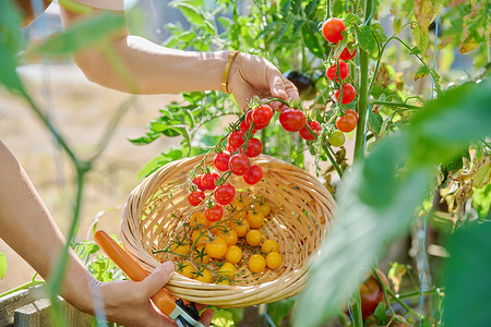 收获樱桃西红柿，手摘黄色和红色西红柿的特写