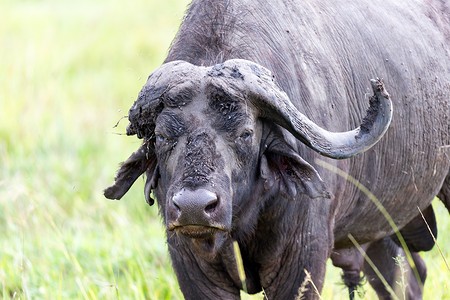 羊群草原摄影照片_大水牛站在草地上，在大草原吃草