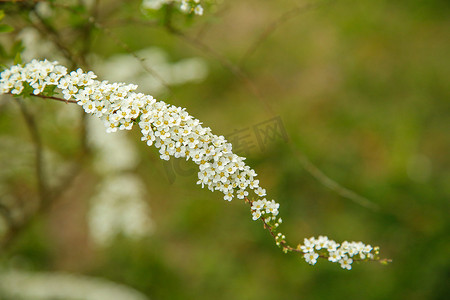 春天盛开的绣线菊灌木，开着白色的小花。