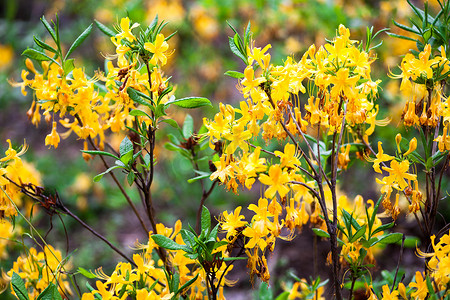 树杜鹃花摄影照片_杜鹃花黄色的花朵