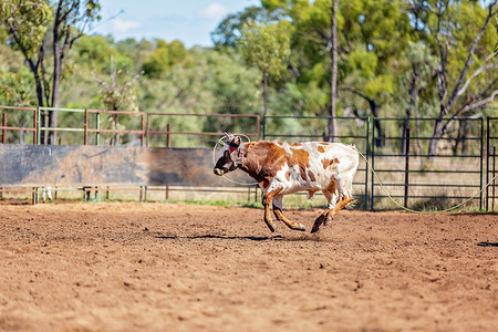 牛奔跑摄影照片_澳大利亚乡村牛仔竞技表演中的奔跑小牛