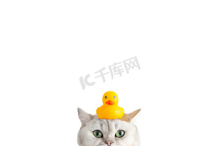 滑稽的白猫头上顶着一只黄色的橡皮鸭，从下面往外看，背景是白色的。