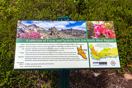 Fynbos 和 Ericas 绿色绿松石信息标志，Kirstenbosch。