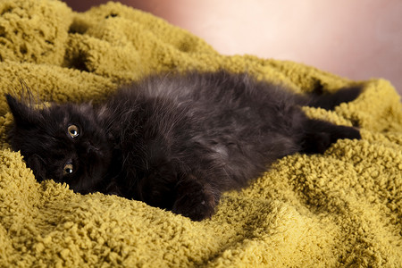 小灰猫，可爱的宠物多彩主题
