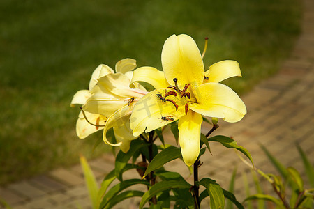 在夏天的花园里，盛开的黄色百合特写。质地或背景
