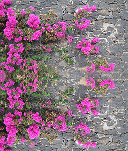 爬山虎背景墙摄影照片_石墙上的粉红色花朵。