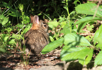 棕色的兔兔耳朵摄影照片_年轻的棉尾兔