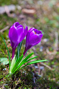 春天的两朵紫色番红花