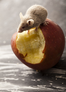 老鼠和苹果，乡村生动多彩的主题