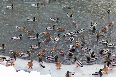 鸭子在河里游泳摄影照片_冬天，鸭子在城市公园的河里游泳。