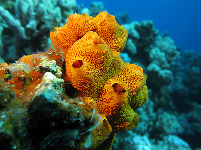 咸水杂鱼煲摄影照片_珊瑚礁与热带海底美丽的大橙色海绵