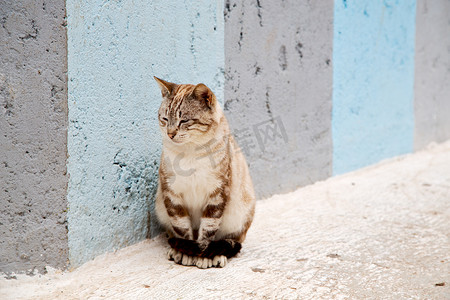 非洲摩洛哥和背景中的孤独猫