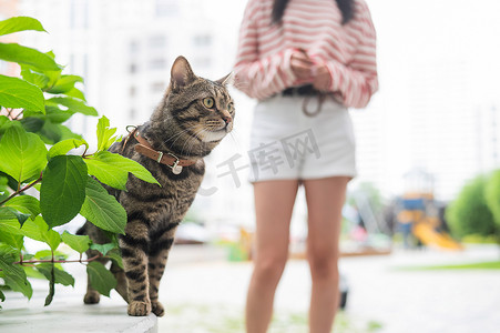 一只条纹猫坐在户外的长凳上。