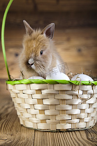 祝大家兔年快乐摄影照片_复活节快乐，小兔子，春天五颜六色的明亮主题